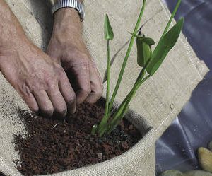 סלסלת בד לשתילת צמחי גדה בבריכת נוי Oase Marginal plant Holder